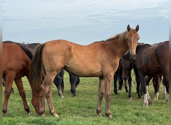 Zangersheide, Castrone, 2 Anni, 170 cm, Sauro