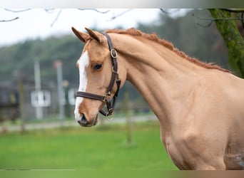 Zangersheide, Castrone, 3 Anni, 100 cm