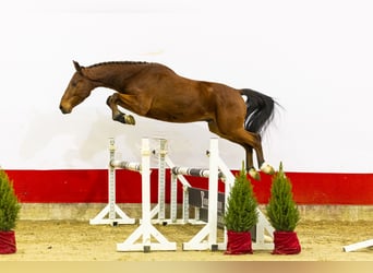 Zangersheide, Castrone, 3 Anni, 156 cm, Baio