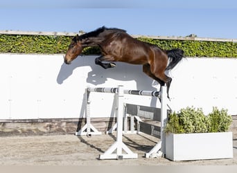 Zangersheide, Castrone, 3 Anni, 158 cm, Baio