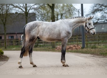 Zangersheide, Castrone, 3 Anni, 160 cm, Grigio