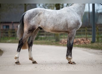 Zangersheide, Castrone, 3 Anni, 160 cm, Grigio