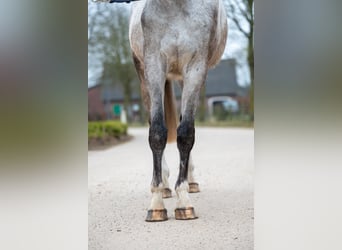 Zangersheide, Castrone, 3 Anni, 160 cm, Grigio