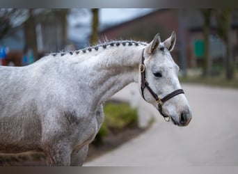 Zangersheide, Castrone, 3 Anni, 160 cm, Grigio