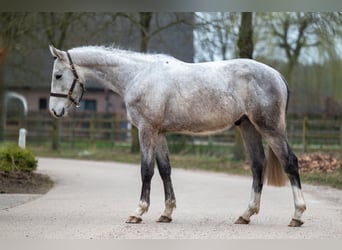 Zangersheide, Castrone, 3 Anni, 160 cm, Grigio