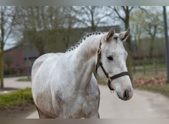 Zangersheide, Castrone, 3 Anni, 160 cm, Grigio