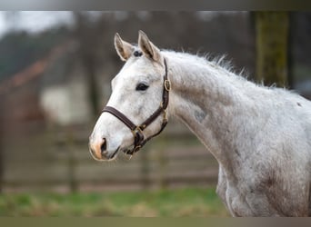 Zangersheide, Castrone, 3 Anni, 160 cm, Grigio