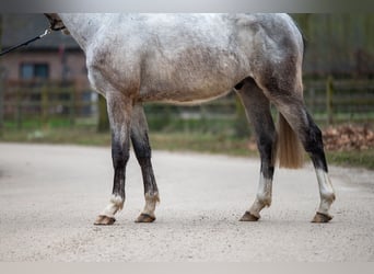 Zangersheide, Castrone, 3 Anni, 160 cm, Grigio