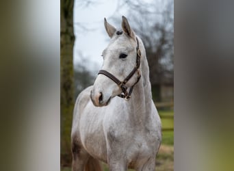 Zangersheide, Castrone, 3 Anni, 160 cm, Grigio