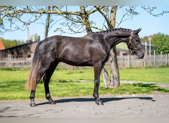 Zangersheide, Castrone, 3 Anni, 161 cm