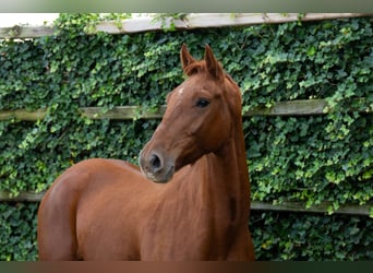 Zangersheide, Castrone, 3 Anni, 163 cm, Sauro