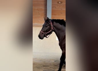 Zangersheide, Castrone, 3 Anni, 164 cm, Baio