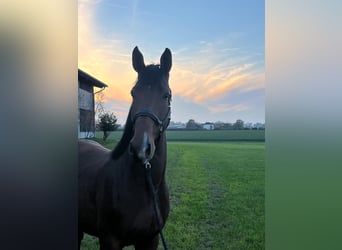 Zangersheide, Castrone, 3 Anni, 164 cm, Baio