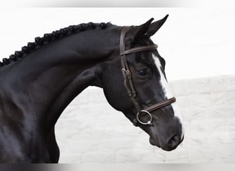 Zangersheide, Castrone, 3 Anni, 165 cm