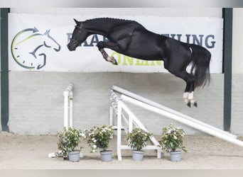 Zangersheide, Castrone, 3 Anni, 165 cm