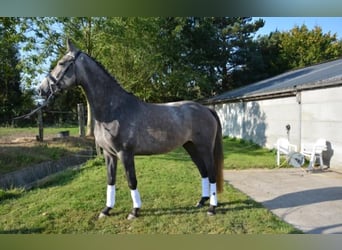 Zangersheide, Castrone, 3 Anni, 165 cm, Grigio