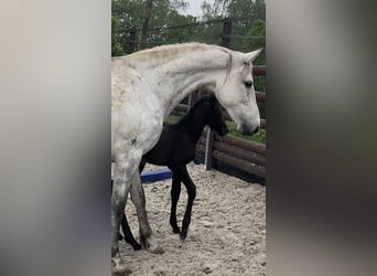 Zangersheide, Castrone, 3 Anni, 165 cm, Grigio