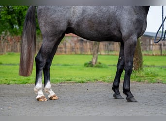 Zangersheide, Castrone, 3 Anni, 166 cm, Grigio