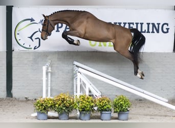 Zangersheide, Castrone, 3 Anni, 168 cm