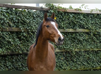 Zangersheide, Castrone, 3 Anni, 168 cm