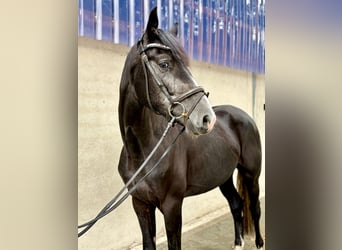 Zangersheide, Castrone, 3 Anni, 168 cm, Grigio