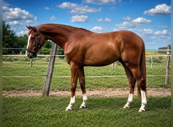 Zangersheide, Castrone, 3 Anni, 169 cm, Sauro scuro