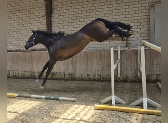 Zangersheide, Castrone, 3 Anni, 170 cm, Baio nero