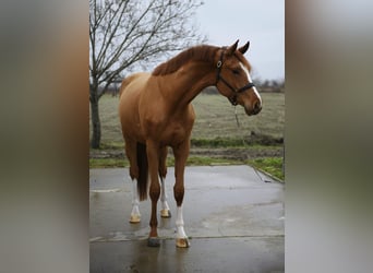 Zangersheide, Castrone, 3 Anni, 170 cm