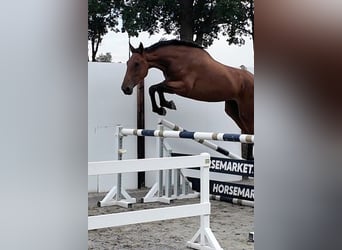 Zangersheide, Castrone, 3 Anni, 172 cm, Baio ciliegia