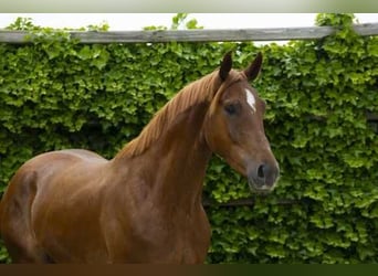 Zangersheide, Castrone, 3 Anni, 172 cm, Sauro