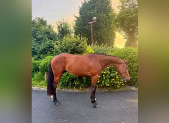 Zangersheide, Castrone, 3 Anni, 173 cm, Baio ciliegia