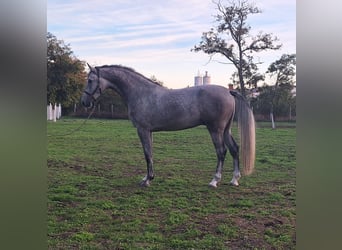 Zangersheide, Castrone, 3 Anni, 173 cm, Grigio rossastro