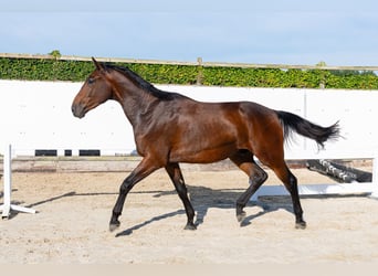 Zangersheide, Castrone, 3 Anni, 175 cm, Baio scuro