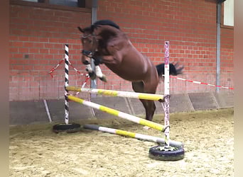 Zangersheide, Castrone, 3 Anni, 176 cm, Baio