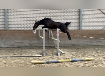 Zangersheide, Castrone, 3 Anni, Baio nero