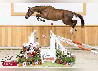 Zangersheide, Castrone, 3 Anni