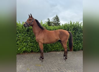 Zangersheide, Castrone, 3 Anni