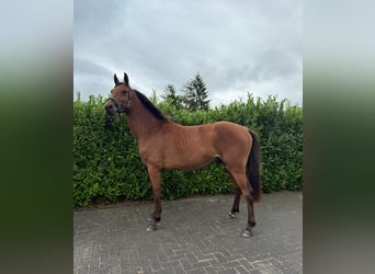 Zangersheide, Castrone, 3 Anni