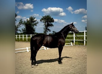 Zangersheide, Castrone, 3 Anni, Grigio
