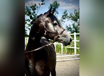 Zangersheide, Castrone, 3 Anni, Grigio