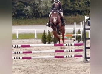 Zangersheide, Castrone, 4 Anni, 162 cm, Baio scuro