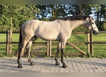 Zangersheide, Castrone, 4 Anni, 162 cm, Grigio
