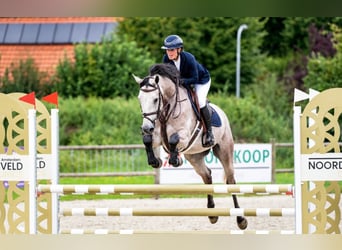 Zangersheide, Castrone, 4 Anni, 162 cm, Grigio