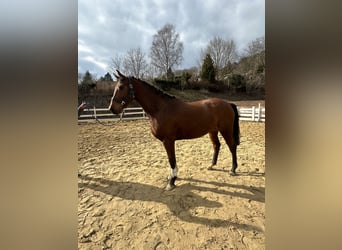 Zangersheide, Castrone, 4 Anni, 163 cm, Baio