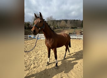 Zangersheide, Castrone, 4 Anni, 163 cm, Baio