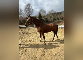 Zangersheide, Castrone, 4 Anni, 163 cm, Baio