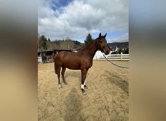 Zangersheide, Castrone, 4 Anni, 163 cm, Baio