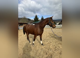 Zangersheide, Castrone, 4 Anni, 163 cm, Baio