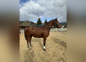 Zangersheide, Castrone, 4 Anni, 163 cm, Baio