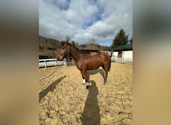 Zangersheide, Castrone, 4 Anni, 163 cm, Baio